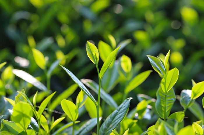 “一带一路”让陕茶“香”飘世界——陕西茶产业迎来前所未有的发展机遇